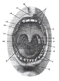
  Рис. 167. Полость рта (cavum oris) и зев (fauces) 1-верхняя зубная дуга; 2-шов 
  нёба; 3-нёбно-глоточная дужка; 4-нёбная миндалина; 5-нёбно-язычная дужка; 6-спинка 
  языка; 7-нижняя зубная дуга; 8-нижняя губа; 9-зев; 10-спайка губ; 11-язычек 
  (нёбный), 12-мягкое нёбо; 13-твердое нёбо; 14-верх-няя губа; 15-бугорок верхней 
  губы; 16-губной желобок;
  Fig. 167. Cavum oris et fauces
  1-arcus dentalis superior; 2-raphe palati; 3-arcus palatopharyngeus; 4-tonsilla 
  palatina; 5-arcus palaloglossus; 6-dorsum linguae; 7-arcus dentalis inferior; 
  8-lahium interius; 9-fauces; 10-commissura labiorum; 11-uvula palatina; 12-palatum 
  molle; 13-palatum durum; 14-labium superius; 15-tuberculum labii superioris; 
  16-philtrum.
  Fig. 167. Oral cavity and fauces
  1-upper dental arcade; 2-palatine raphe; 3-palatopharyngeal arch; 4-palatine 
  tonsil; 5-palatoglossal arch; 6-dorsum of tongue; 7-lower dental arcade; 8-lower 
  lip; 9-fauces; 10-Iabial commissure; 11-lingula (palatine uvula); 12-soft palate; 
  13-hard palate; 14-upperlip; 15-tuber-cle (of upper lip); 16-philrum.
